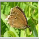 Aphantopus hyperantus - Schornsteinfeger 01.jpg